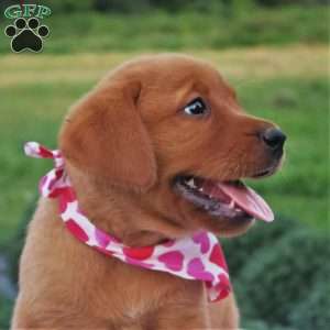 Willow Breeze, Fox Red Labrador Retriever Puppy